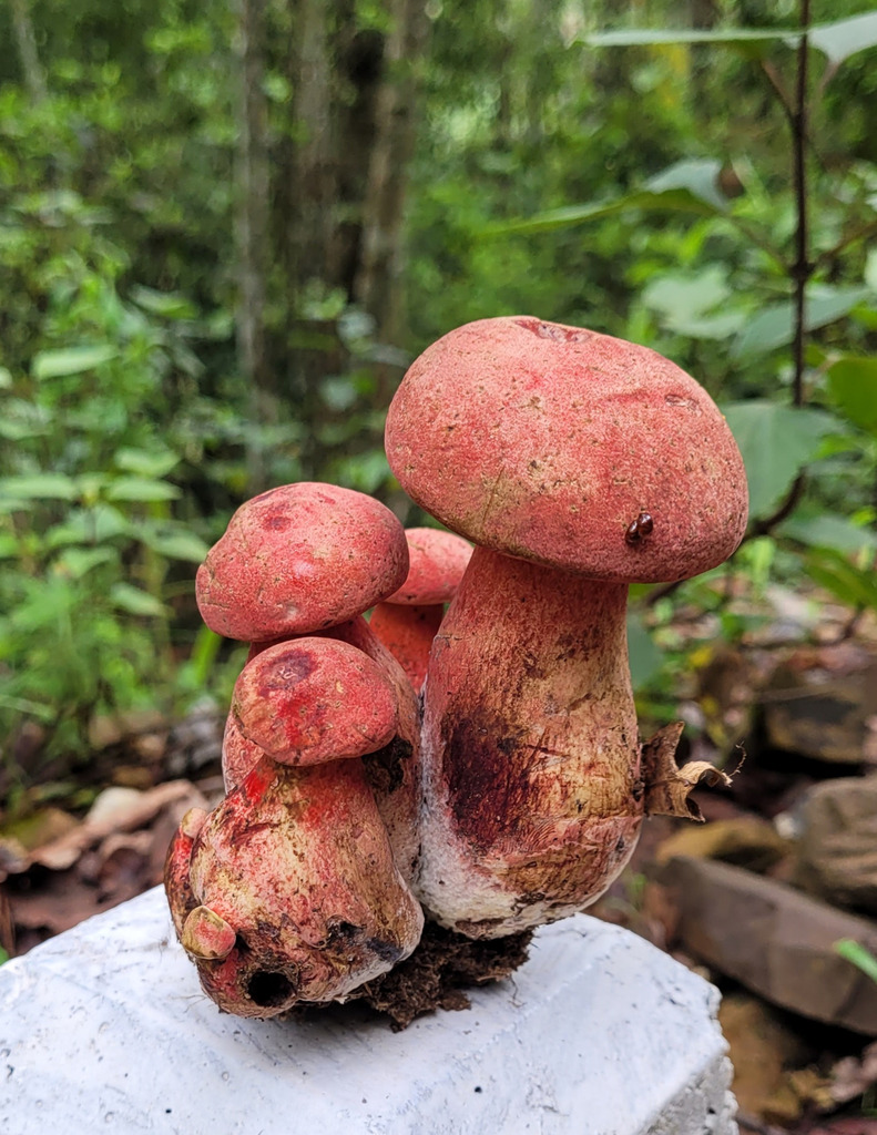 Baorangia major