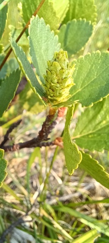 dwarf resin birch (Betula glandulosa)