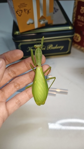 Hierodula longa