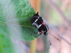 Hecatesia fenestrata