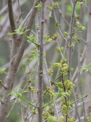 Fraxinus berlandieriana