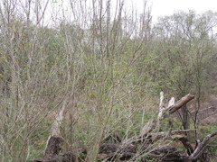 Fraxinus berlandieriana