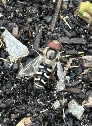 Unknown species found near Mission Canyon, CA 93105, USA