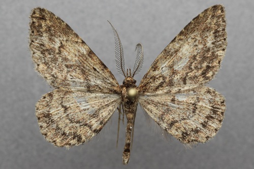 iNaturalist observation photo of Mycterophora geometriformis