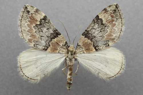 iNaturalist observation photo of Dysstroma brunneata