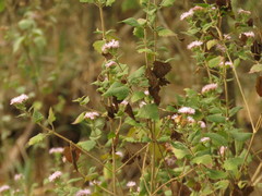 Tamaulipa azurea