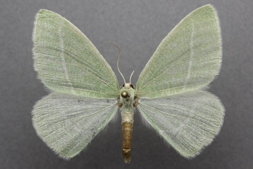 iNaturalist observation photo of Bank's Emerald Moth