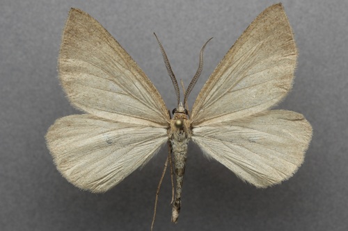 iNaturalist observation photo of Sericosema