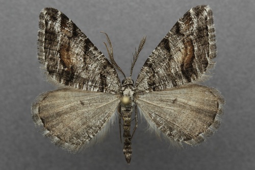 iNaturalist observation photo of Macaria colata