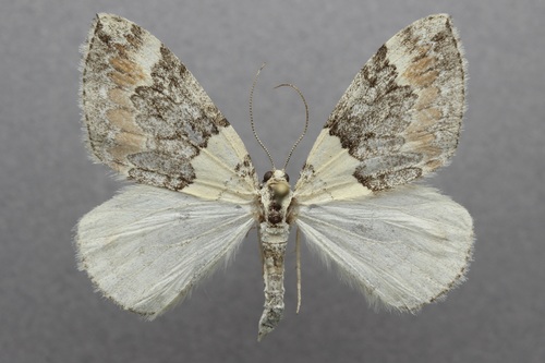 iNaturalist observation photo of Dysstroma brunneata