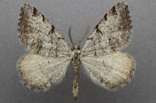 iNaturalist observation photo of Dusky Angle