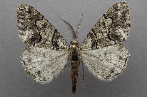 iNaturalist observation photo of Gabriola sierrae sierrae
