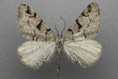 iNaturalist observation photo of Split-lined Angle