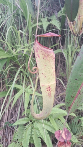 Nepenthes mirabilis