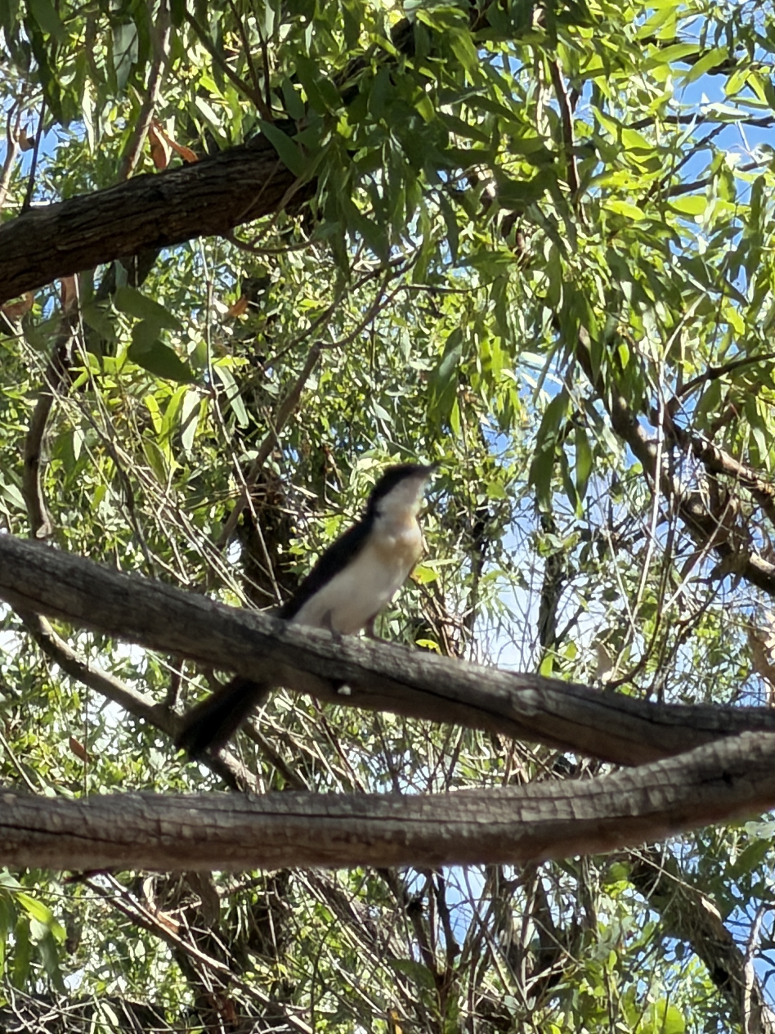Restless Flycatcher (Myiagra inquieta), photo 1