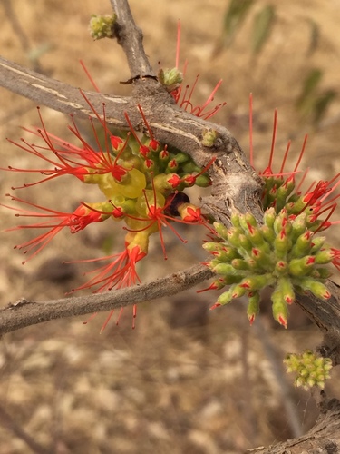 Combretum paniculatum image