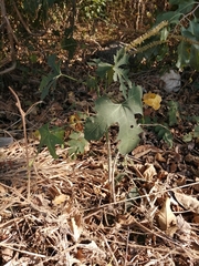 Cnidoscolus aconitifolius