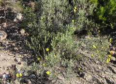 Cistus halimifolius
