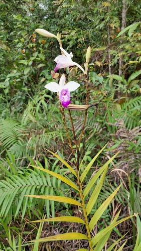 Arundina graminifolia