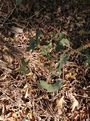 Cnidoscolus aconitifolius