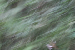 Nyctidromus albicollis