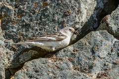 Plectrophenax nivalis nivalis