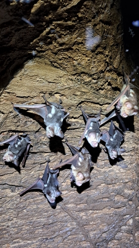 Hipposideros diadema