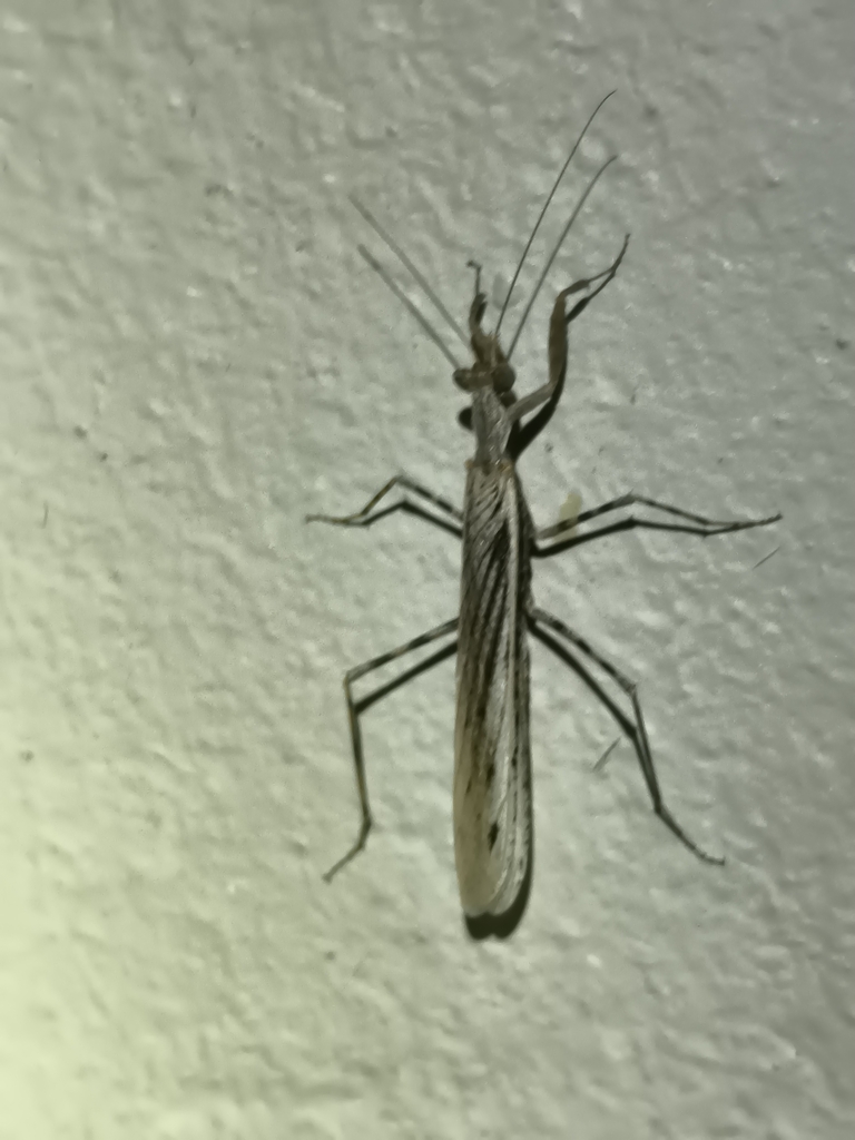 Ground Mantids from Karoo, ZA-WC-CK, ZA-WC, ZA on February 10, 2026 at ...