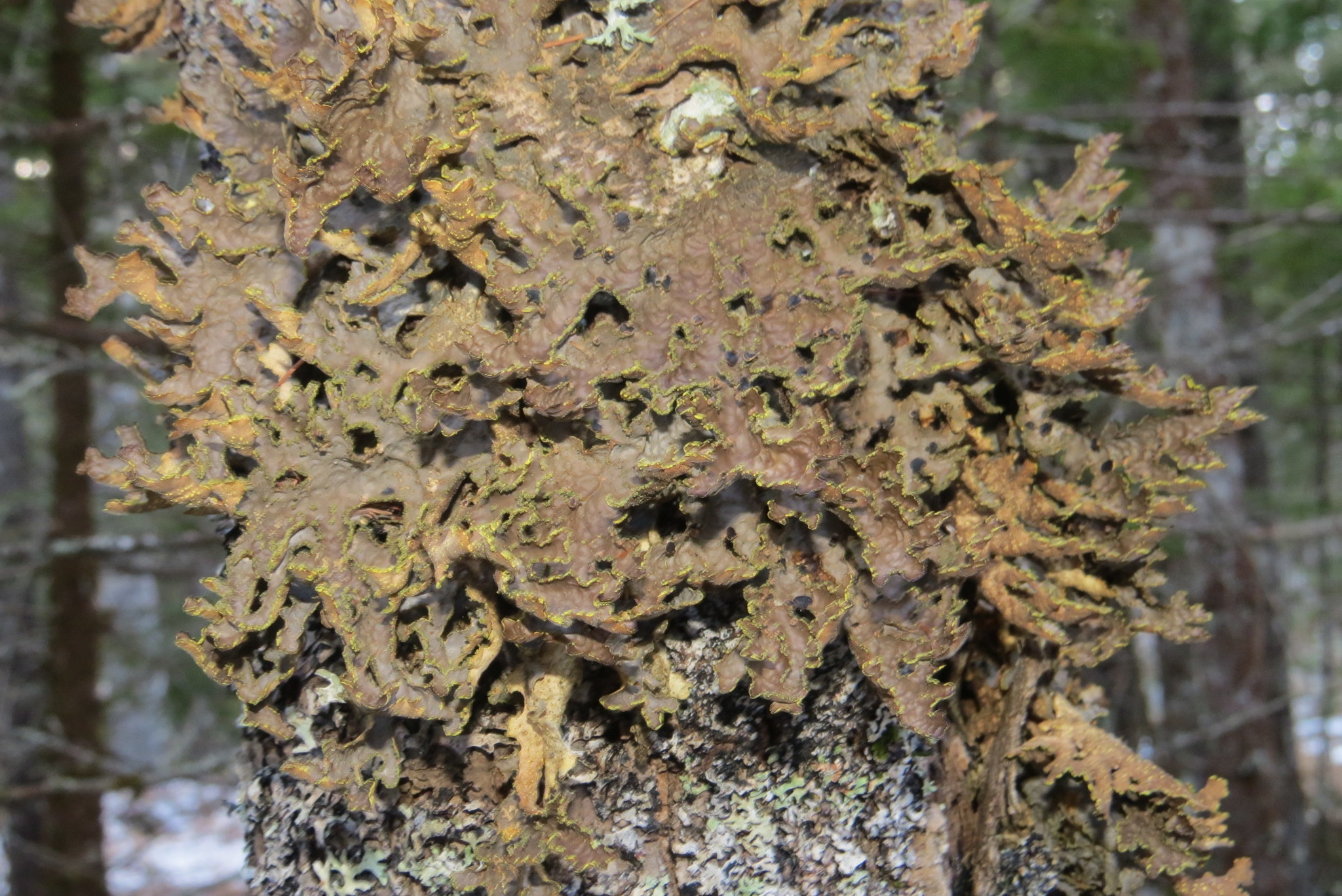 Pseudocyphellaria perpetua image