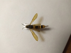 Tremex fuscicornis