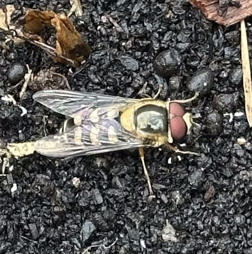 Unknown species found near Mission Canyon, CA 93105, USA