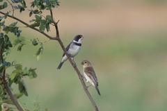 White-Throated Seedeater photo 2