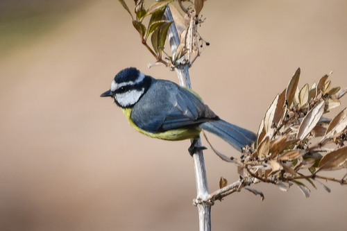 Herrerillo canario (Cyanistes teneriffae)