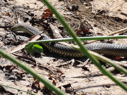 Lowlands Copperhead