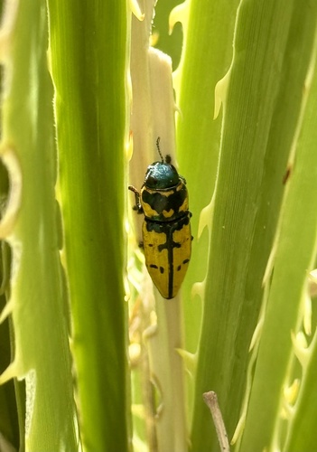 Thrincopyge alacris