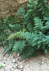 Myriopteris covillei