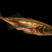 Gasterosteus aculeatus - Photo (c) chris buelow,  זכויות יוצרים חלקיות (CC BY-NC), uploaded by chris buelow