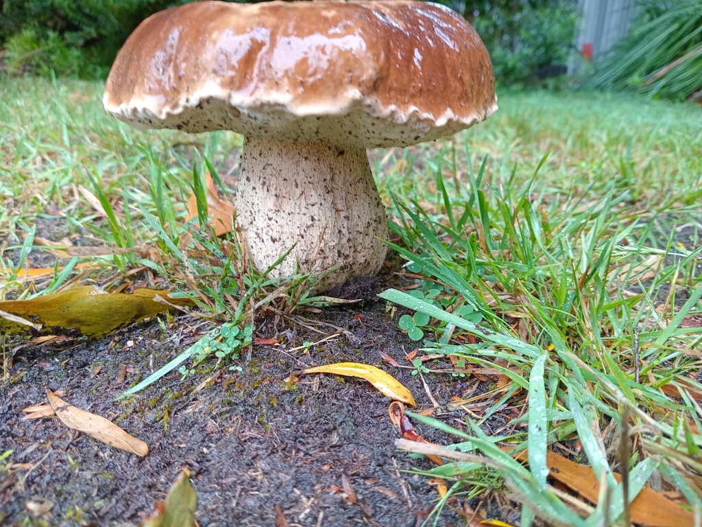 Boletus edulis · February 2026 · photo: © oscar30475 (iNaturalist, cc-by)