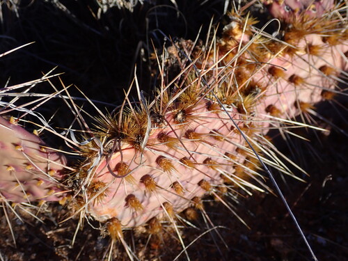 Twist-spined Pricklypear (Opuntia tortispina)