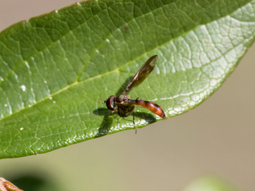 Unknown species found near University Place, Houston, TX, USA