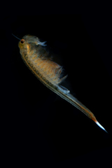 Eubranchipus vernalis