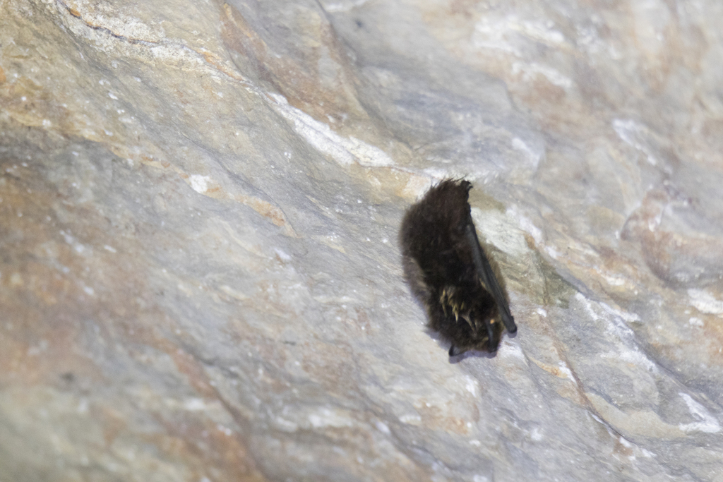 Northern Serotine (Cnephaeus nilssonii)