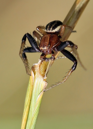 Xysticus erraticus