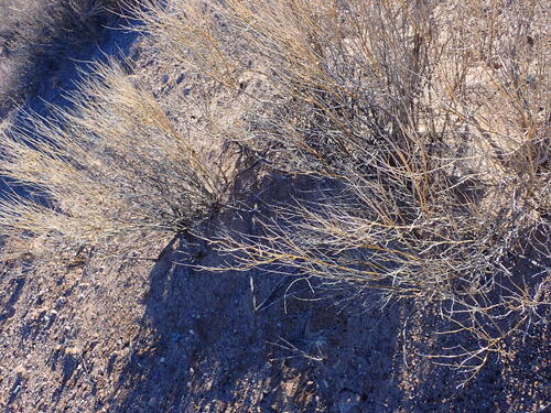 Psorothamnus scoparius, photograph 2