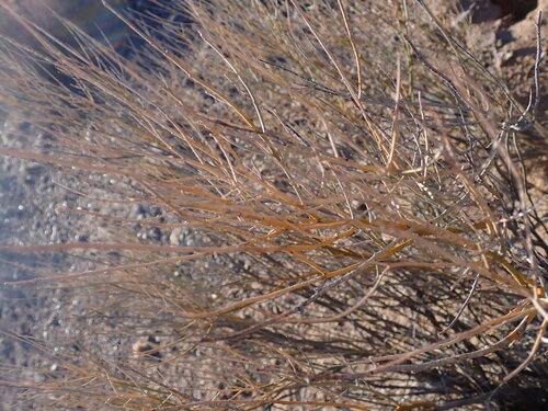 Psorothamnus scoparius