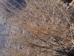 Psorothamnus scoparius