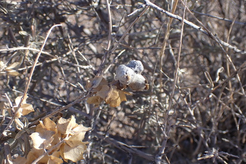 Unknown species found near Socorro County, NM, USA