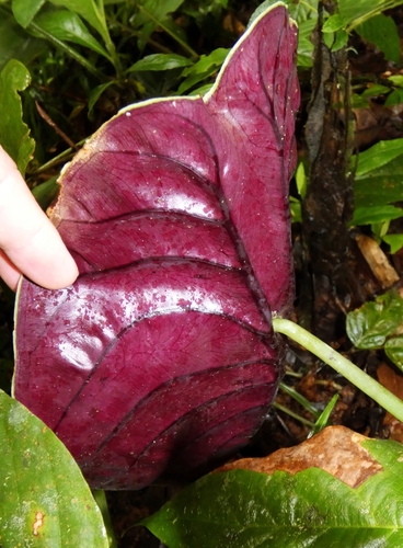 Alocasia cuprea
