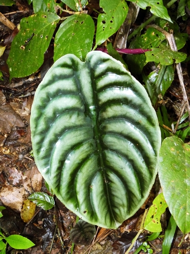 Alocasia cuprea (Alocasia cuprea)