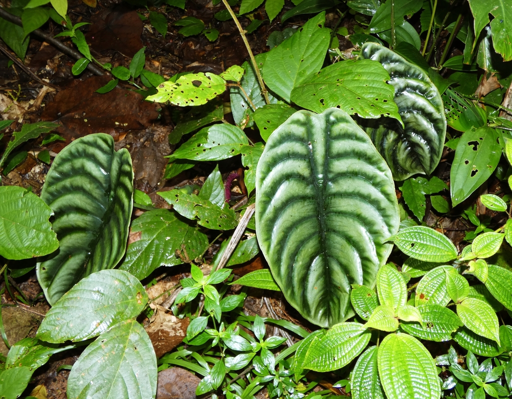 Alocasia cuprea; photograph (c) Kai Squires, some rights reserved (CC BY)
